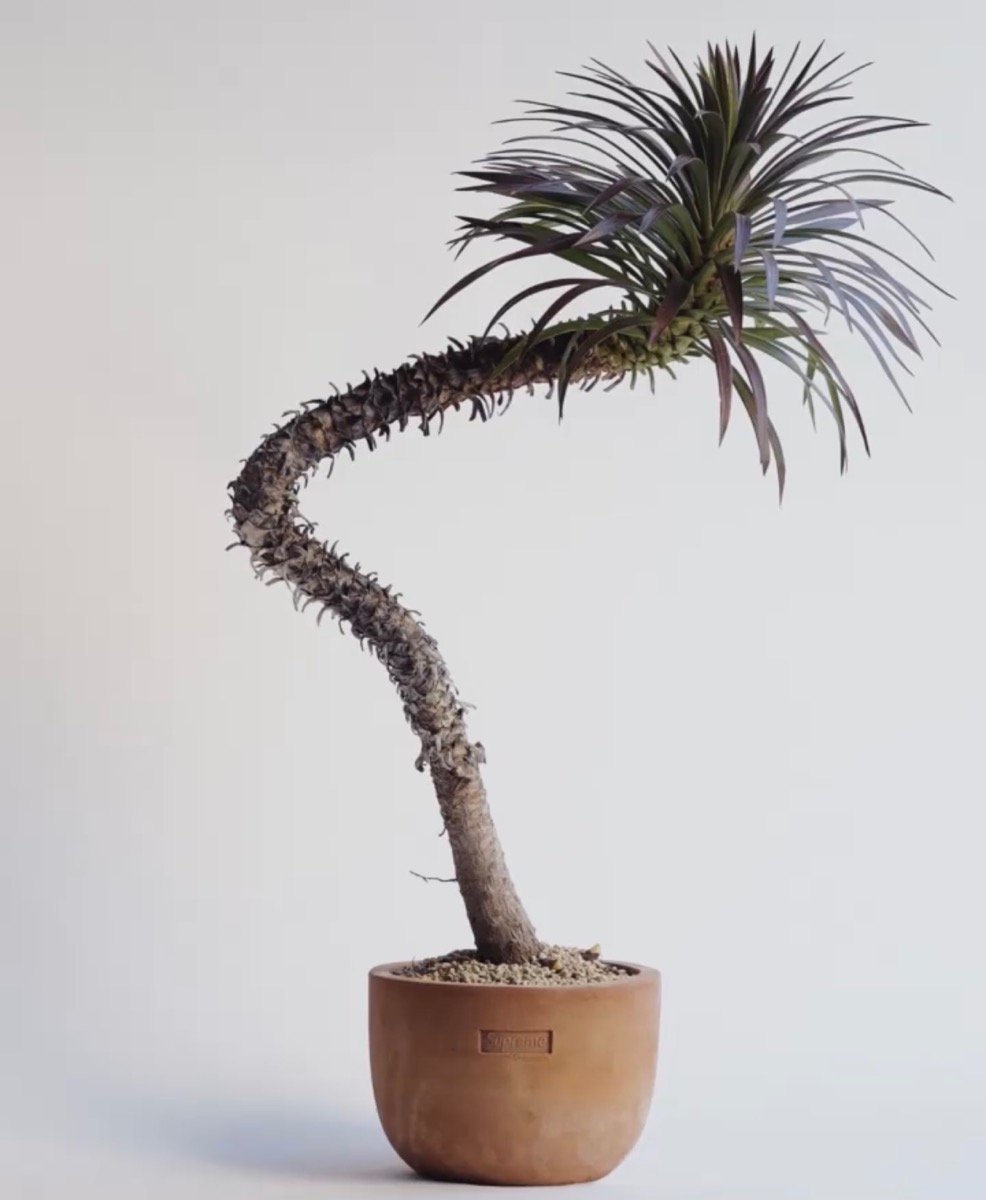 Supreme / Poggi Ugo Small Planter | hartwellspremium.com